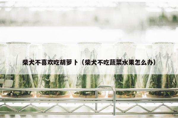 柴犬不喜欢吃胡萝卜（柴犬不吃蔬菜水果怎么办）