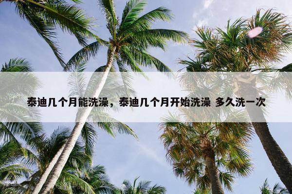 泰迪几个月能洗澡，泰迪几个月开始洗澡 多久洗一次
