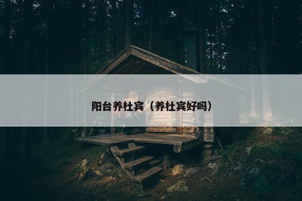 阳台养杜宾（养杜宾好吗）