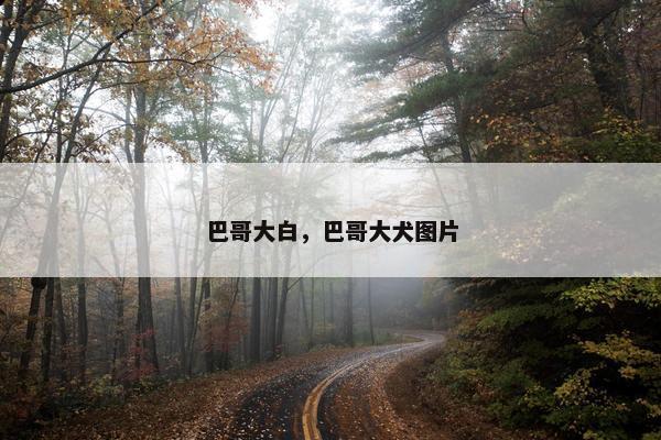 巴哥大白，巴哥大犬图片