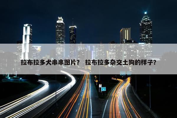拉布拉多犬串串图片？ 拉布拉多杂交土狗的样子？