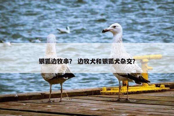 银狐边牧串？ 边牧犬和银狐犬杂交？