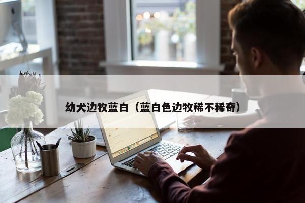 幼犬边牧蓝白（蓝白色边牧稀不稀奇）