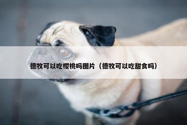 德牧可以吃樱桃吗图片（德牧可以吃甜食吗）