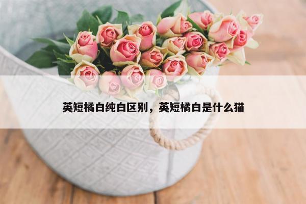 英短橘白纯白区别，英短橘白是什么猫