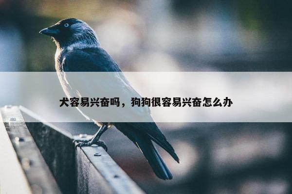 犬容易兴奋吗，狗狗很容易兴奋怎么办