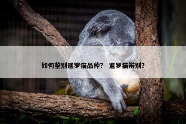 如何鉴别暹罗猫品种？ 暹罗猫辨别？