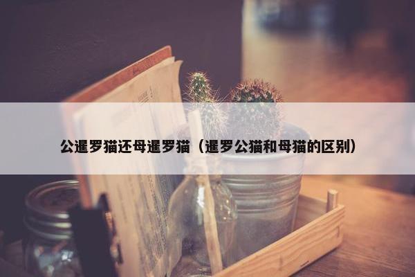 公暹罗猫还母暹罗猫（暹罗公猫和母猫的区别）