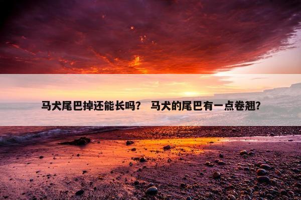 马犬尾巴掉还能长吗？ 马犬的尾巴有一点卷翘？