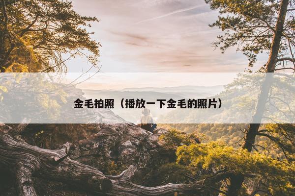 金毛拍照（播放一下金毛的照片）