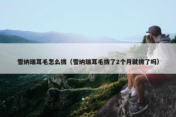 雪纳瑞耳毛怎么拔（雪纳瑞耳毛拔了2个月就拔了吗）