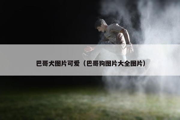 巴哥犬图片可爱（巴哥狗图片大全图片）