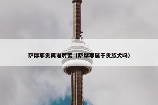 萨摩耶贵宾谁厉害（萨摩耶属于贵族犬吗）