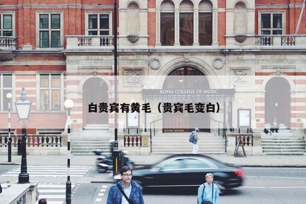白贵宾有黄毛（贵宾毛变白）