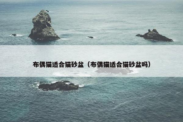 布偶猫适合猫砂盆（布偶猫适合猫砂盆吗）
