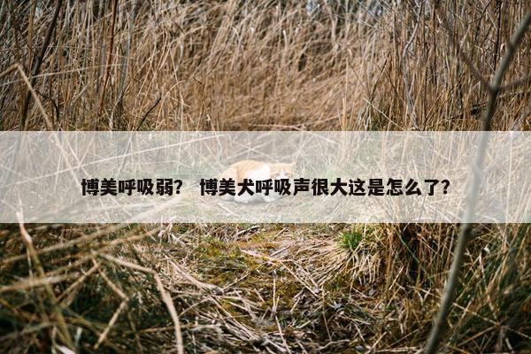 博美呼吸弱？ 博美犬呼吸声很大这是怎么了？