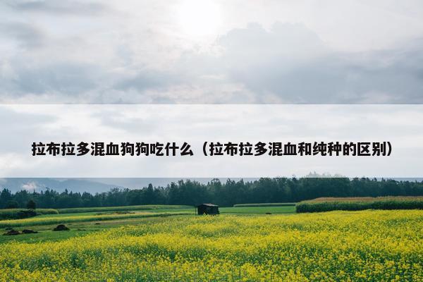 拉布拉多混血狗狗吃什么（拉布拉多混血和纯种的区别）