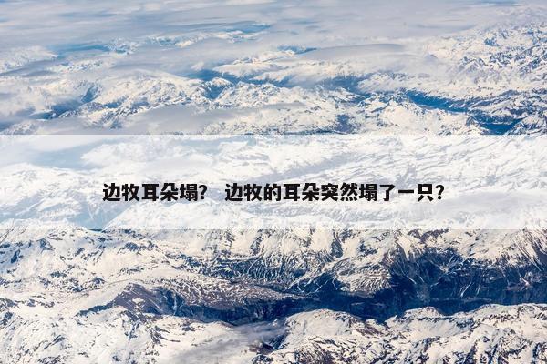 边牧耳朵塌？ 边牧的耳朵突然塌了一只？