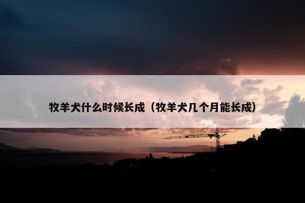 牧羊犬什么时候长成（牧羊犬几个月能长成）