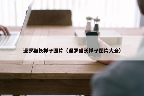 暹罗猫长样子图片（暹罗猫长样子图片大全）