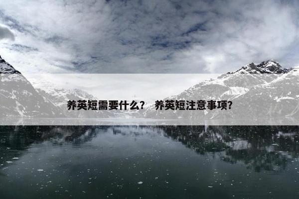 养英短需要什么？ 养英短注意事项？