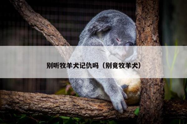 别听牧羊犬记仇吗（别竟牧羊犬）