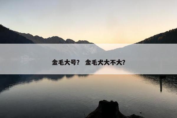 金毛大号？ 金毛犬大不大？