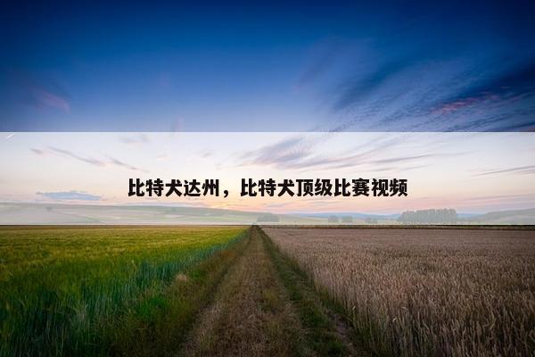 比特犬达州，比特犬顶级比赛视频