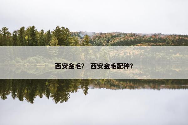 西安金毛？ 西安金毛配种？