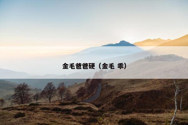 金毛爸爸硬（金毛 乖）