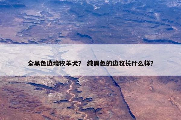 全黑色边境牧羊犬？ 纯黑色的边牧长什么样？
