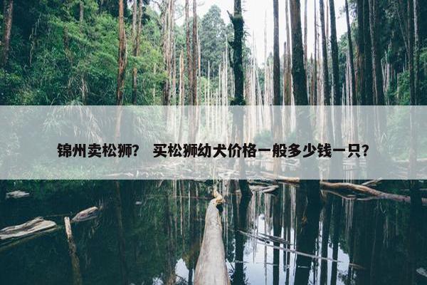 锦州卖松狮？ 买松狮幼犬价格一般多少钱一只？