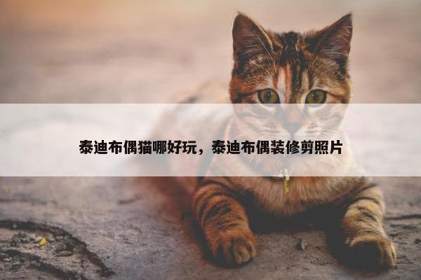 泰迪布偶猫哪好玩，泰迪布偶装修剪照片