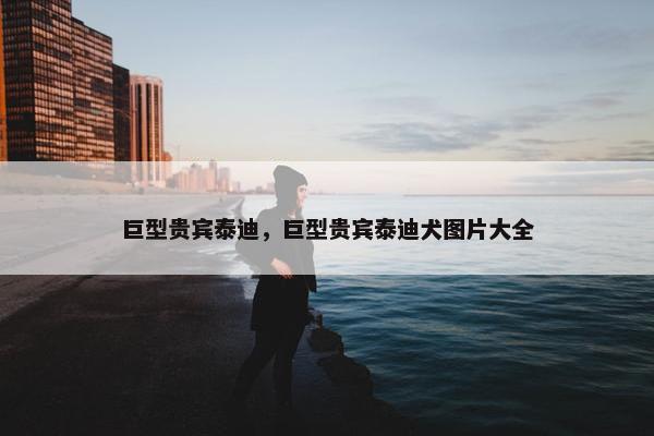 巨型贵宾泰迪，巨型贵宾泰迪犬图片大全