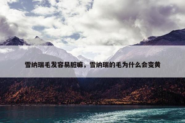 雪纳瑞毛发容易脏嘛，雪纳瑞的毛为什么会变黄