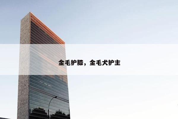 金毛护膝，金毛犬护主