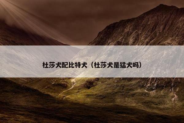杜莎犬配比特犬（杜莎犬是猛犬吗）