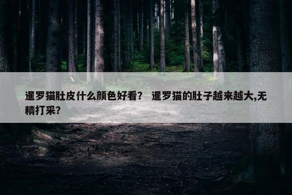 暹罗猫肚皮什么颜色好看？ 暹罗猫的肚子越来越大,无精打采？
