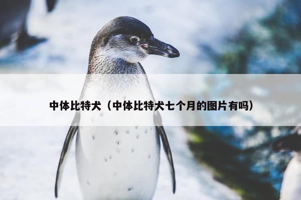 中体比特犬（中体比特犬七个月的图片有吗）