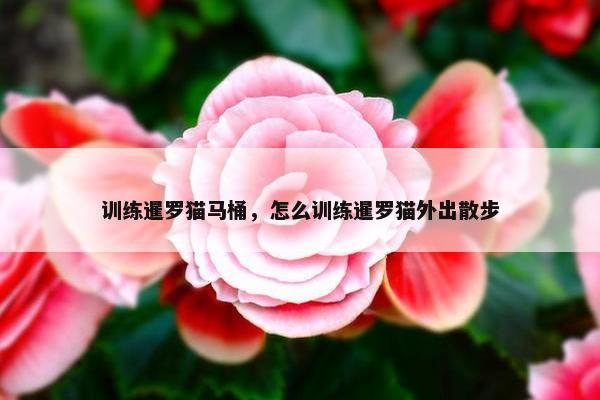 训练暹罗猫马桶，怎么训练暹罗猫外出散步