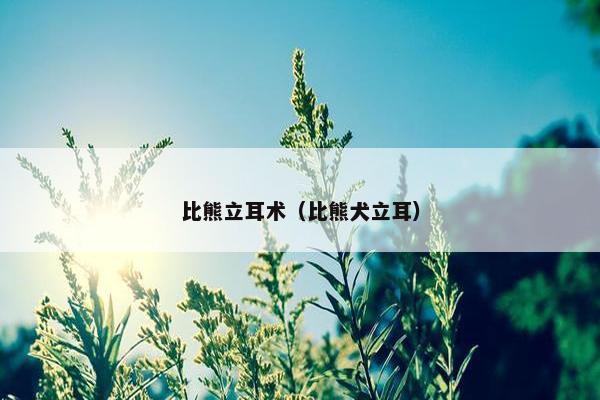 比熊立耳术（比熊犬立耳）