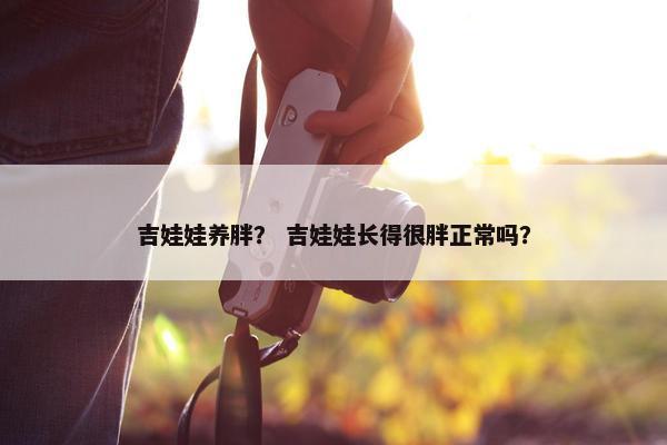 吉娃娃养胖？ 吉娃娃长得很胖正常吗？