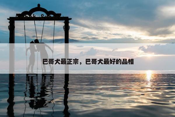 巴哥犬最正宗，巴哥犬最好的品相
