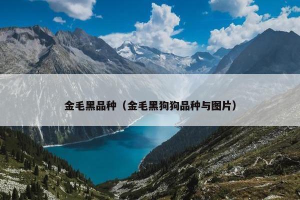 金毛黑品种（金毛黑狗狗品种与图片）