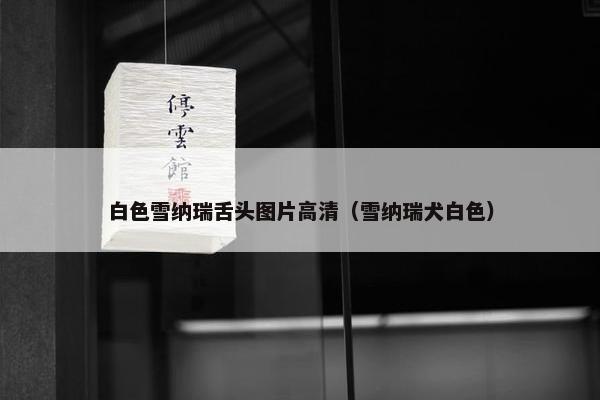 白色雪纳瑞舌头图片高清（雪纳瑞犬白色）