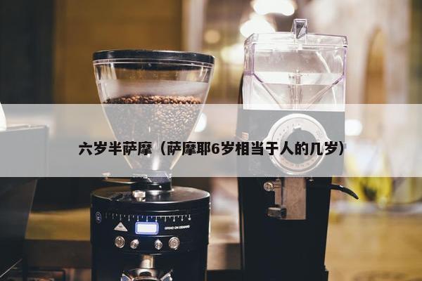 六岁半萨摩（萨摩耶6岁相当于人的几岁）