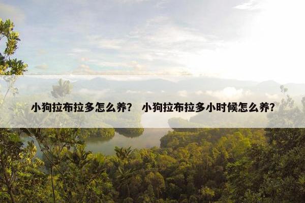 小狗拉布拉多怎么养？ 小狗拉布拉多小时候怎么养？