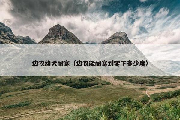 边牧幼犬耐寒（边牧能耐寒到零下多少度）