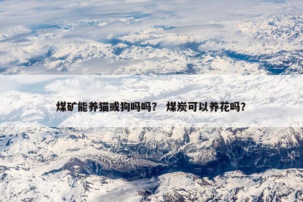 煤矿能养猫或狗吗吗？ 煤炭可以养花吗？