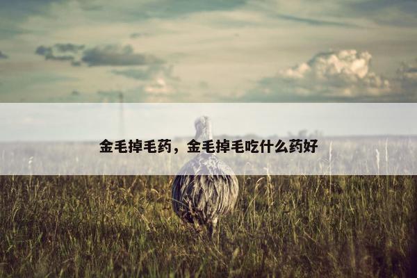 金毛掉毛药，金毛掉毛吃什么药好